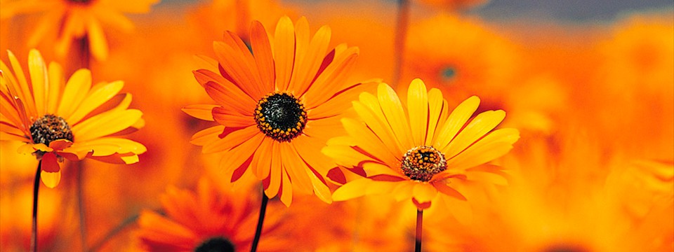 بنر تبلیغاتی